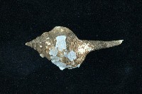 藏品(土豚拳螺)的圖片